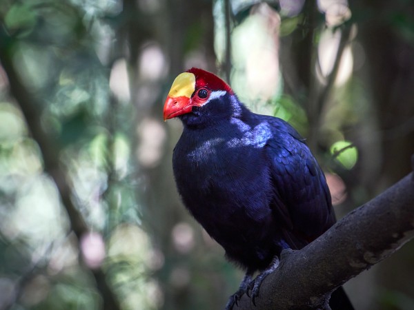 Violet Turaco by Andrew Wasik